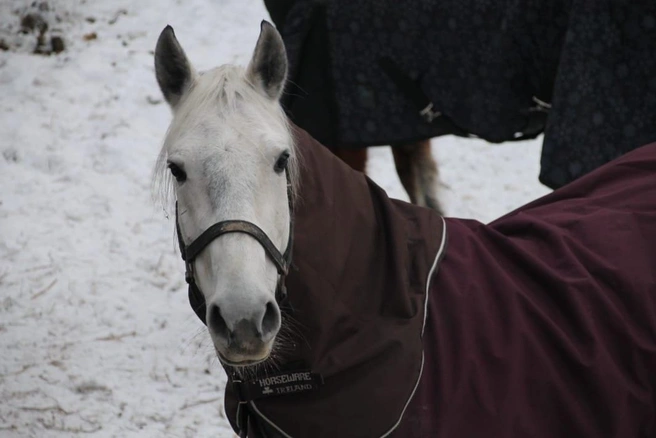 Поднимать цены перед Новым годом в клубе не будут | Источник: Частный конный клуб «Антарес» / «ВКонтакте»