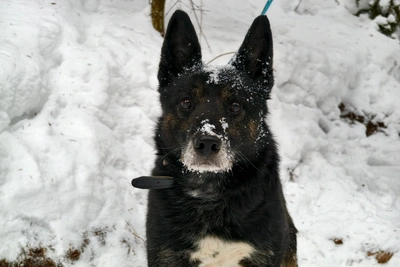 Пса Микки бросили на цепи у пустого дома в Перми