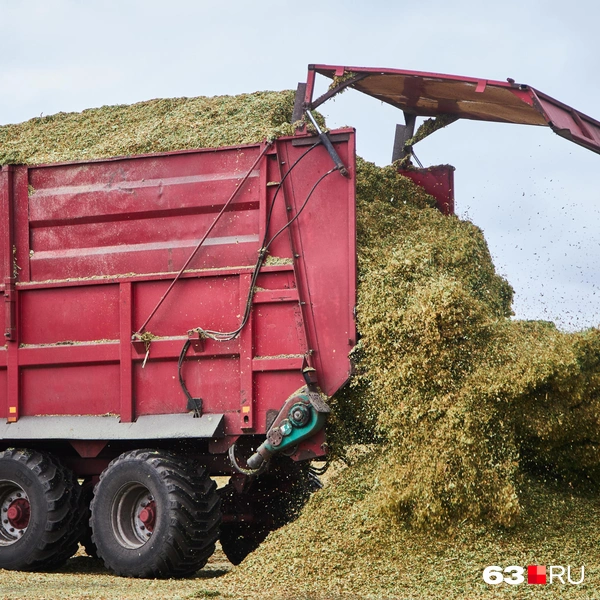 Источник: Роман Данилкин / 63.RU