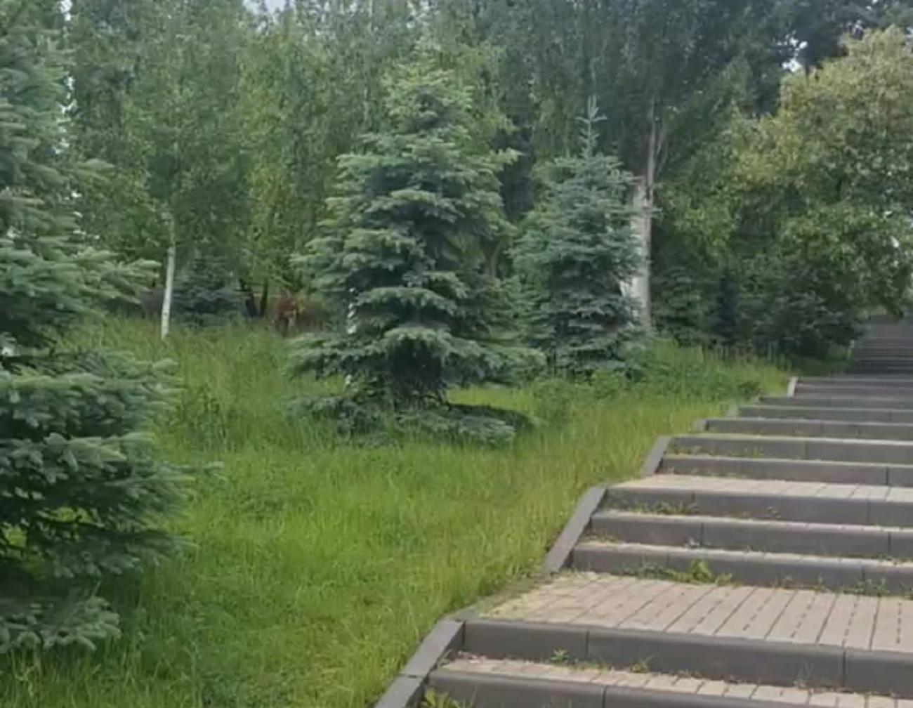 «Природа отдыхает»: в Волгограде показали красоту сквера Пахмутовой после урагана — видео