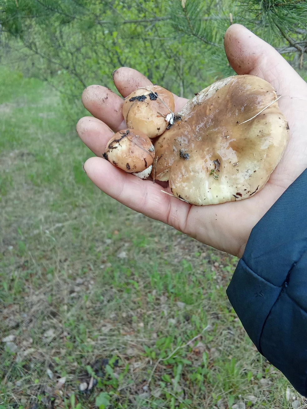 А вы собираете грибы в мае? | Источник: Алена Том / Грибы и ягоды Челябинской области / Vk.com