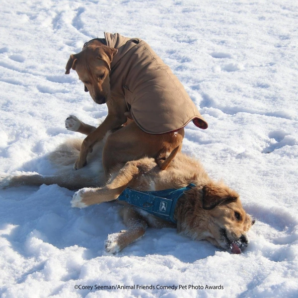 Источник: Comedy Pet Photography Awards