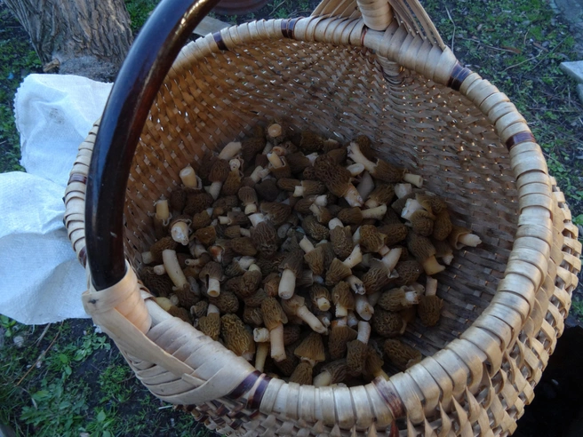 Сезон сморчков только что начался | Источник: Кирилл Дроздов