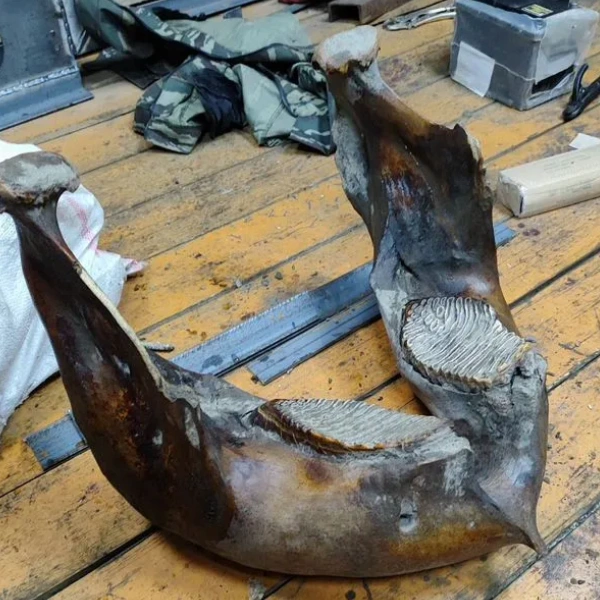 Челюсть мамонта | Источник: Avito.ru / yakutsk