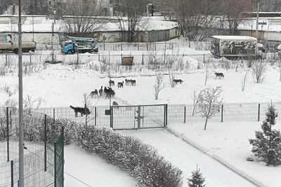 Pack of stray dogs besieges Chelyabinsk school and kindergarten