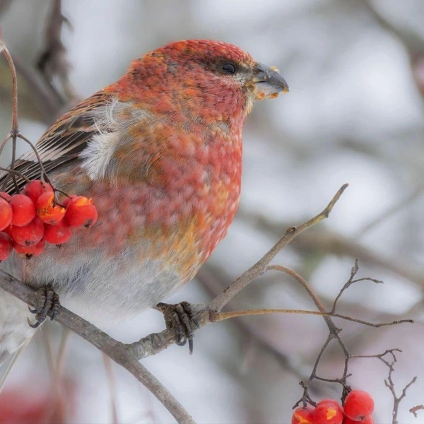 Источник: Параскева-в-шпинатах / Телеграм