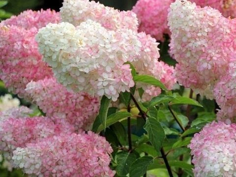 Источник: садовый центр «Исаковский»
