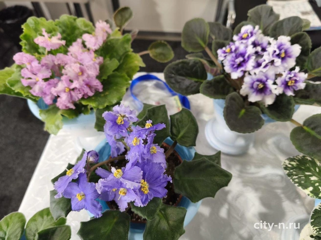 Источник: www.city-n.ru