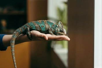 Люди-хамелеоны: почему и как мы становимся двуличными