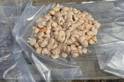 Сахалинские браконьеры предстанут перед судом за вылов гребешка