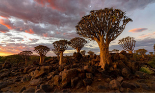 «Матерь леса» в Мадагаскаре: ученые раскрыли тайну происхождения баобаба