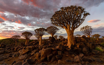 «Матерь леса» в Мадагаскаре: ученые раскрыли тайну происхождения баобаба