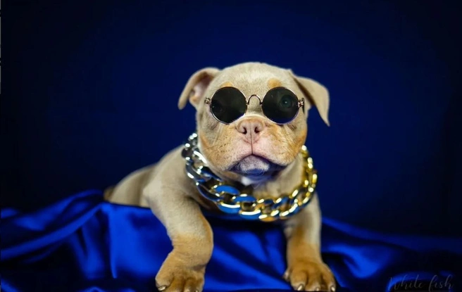 Такой харизматичный парень стоил 250 тысяч | Источник: Avito.ru