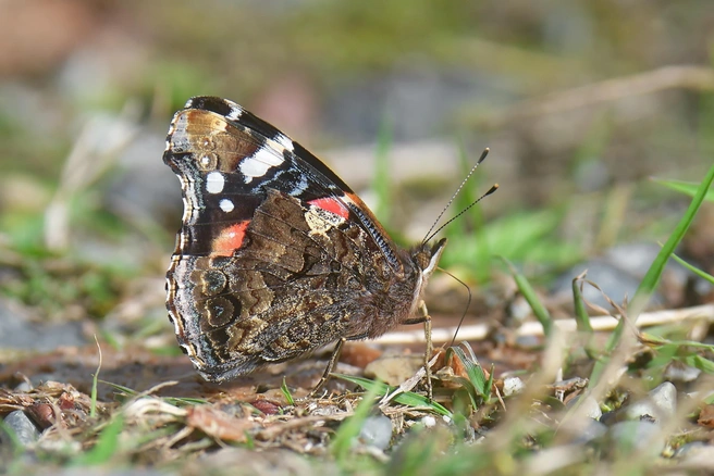 После перелета крылья у бабочки повреждены | Источник: пресс-служба Саяно-Шушенского заповедника