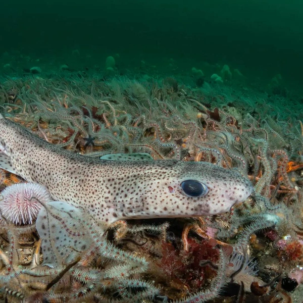 Победитель в номинации British Isles. На фото запечатлена кошачья акула (Scyliorhinus canicula) у берегов Шотландии | Источник: Hector Clarke / Shark Photographer of the Year 2025