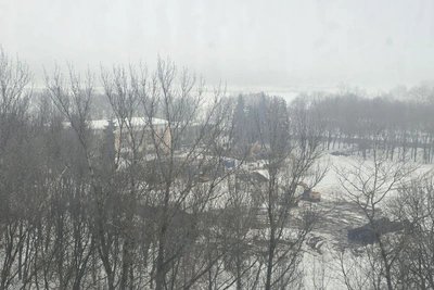 В парке Южного Тушино вырубают 50-летние ели для спортивной академии