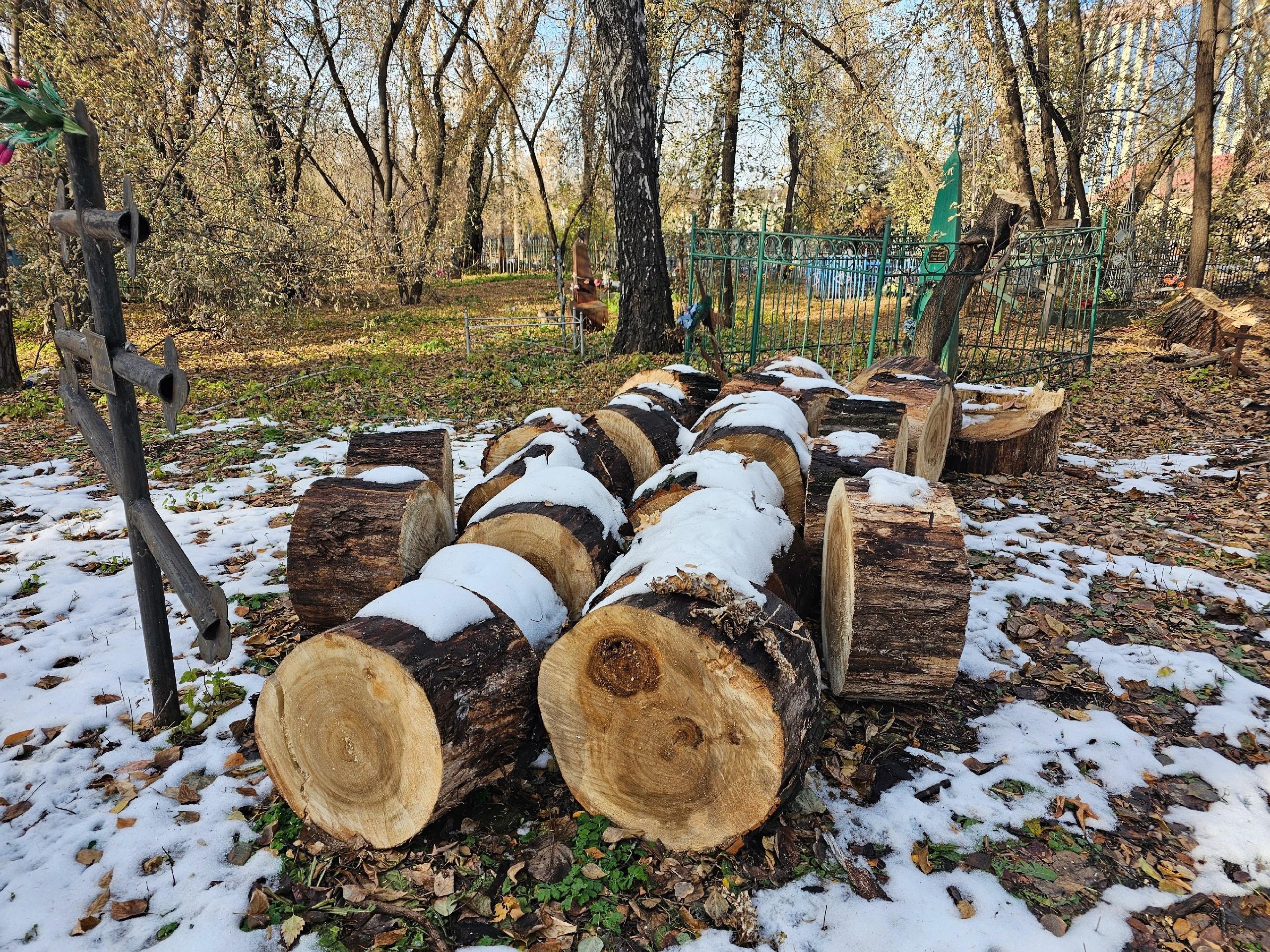 «Всё, конец пришёл вековому и запущенному парку». На Текутьевском кладбище спиливают деревья