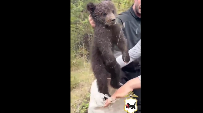 «Лови его скорее!» В Новой Игирме мужчина уронил медвежонка с сосны — видео | Источник: ГУ МВД России по Иркутской области