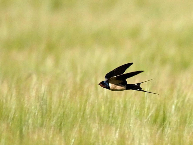 Деревенская ласточка (Hirundo rustica) | Источник: DDd, CC BY-SA 3.0, via Wikimedia Commons