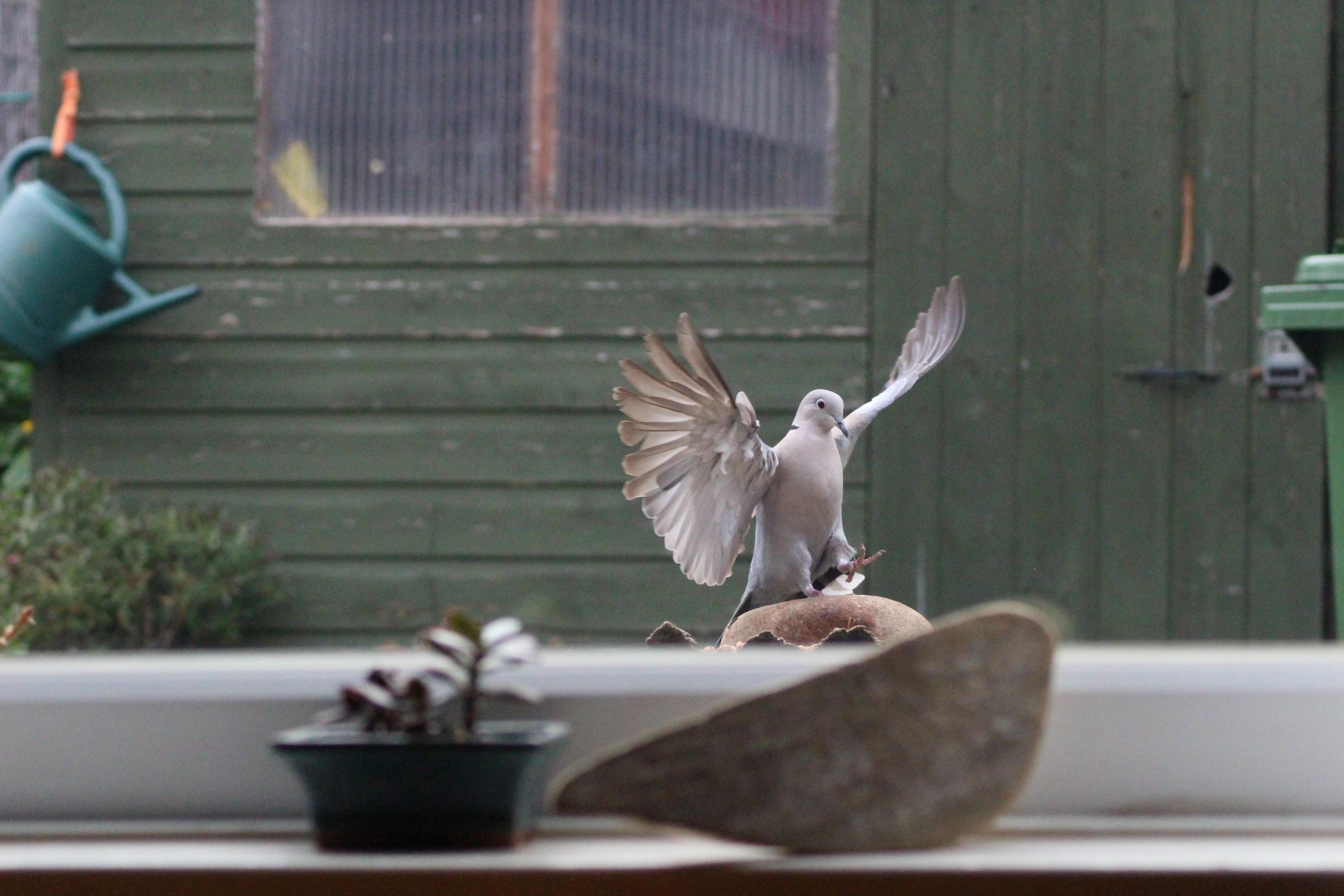 Птица залетела в квартиру. Птица залетела в комнату. Птица врезалась в окно. К чему залетает птичка в окно. Птица врезалась в окно фото.