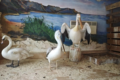 Кудрявый пеликан проходит реабилитацию в Барнауле