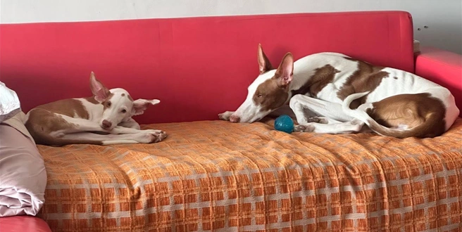 Еще один кадр из этой весны. Еще маленький Чивас и его дружок Атлас заняты своим любимым делом: лежать на диване | Источник: личный архив Надежды Купченко