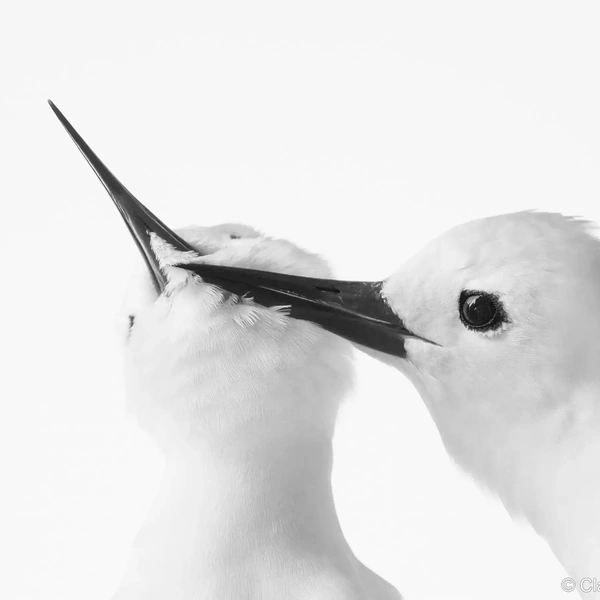 Финалист в номинации «Черно-белое фото» | Источник: Claire Greenwell / Australian Geographic Nature Photographer 2025
