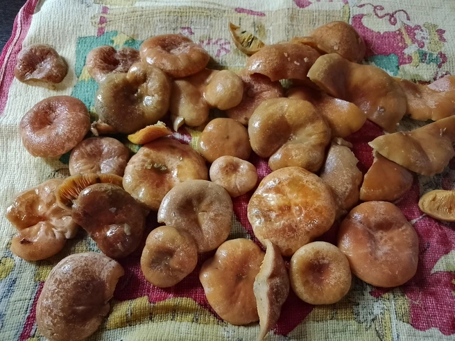 Какие красавчики | Источник: Елена Василенко / vk.com