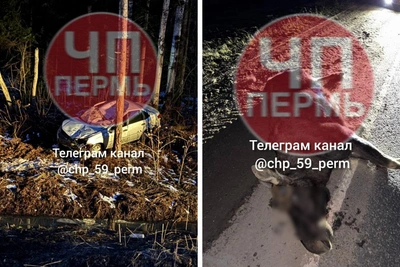 Водитель погиб при столкновении с лосем на трассе Пермь-Кудымкар