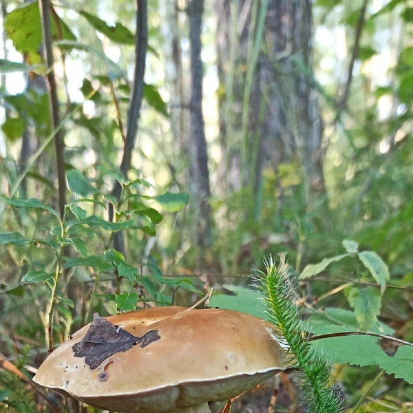 Источник: Михаил Кононов / «Уральский яжегрибник» / Vk.com