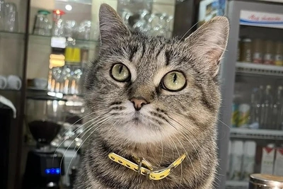 В Перми ищут дом для умной кошки Фроси