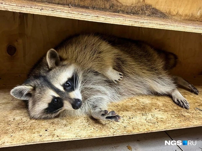 Бывшая управляющая намерена жаловаться на антикафе в различные инстанции, но пока сделать это не успела | Источник: Настасья Медведева / NGS.RU