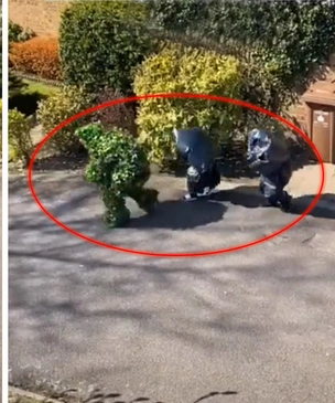 Британцы поймали на видео соседа, который в забавной маскировке выбирается на улицу