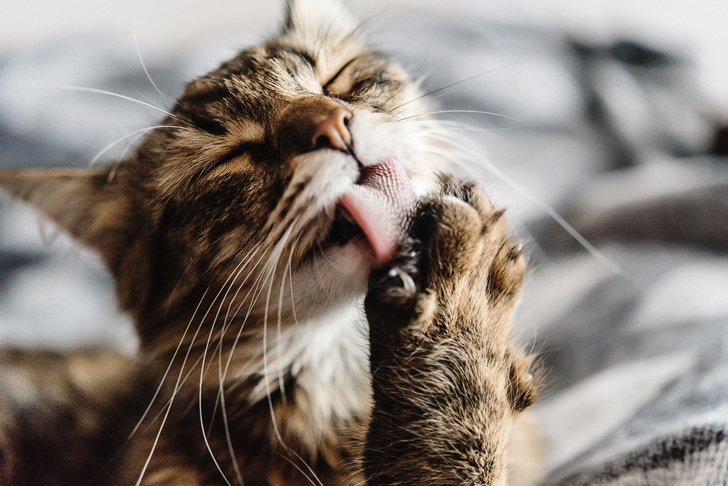 А вы и не знали: почему у кошек на самом деле такой шершавый и грубый язык