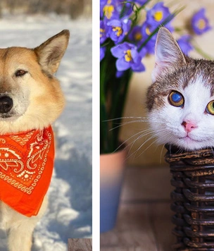 Котопёс недели: кот Свити и собака Яна