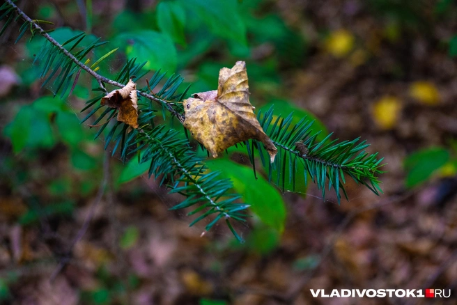 Источник: Елена Буйвол / VLADIVOSTOK1.RU