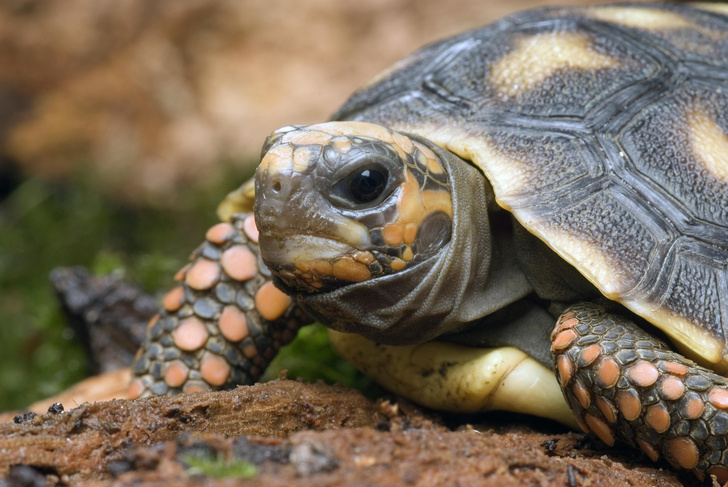 Тортилла и ее родня: 10 видов черепах — сухопутных, пресноводных и морских