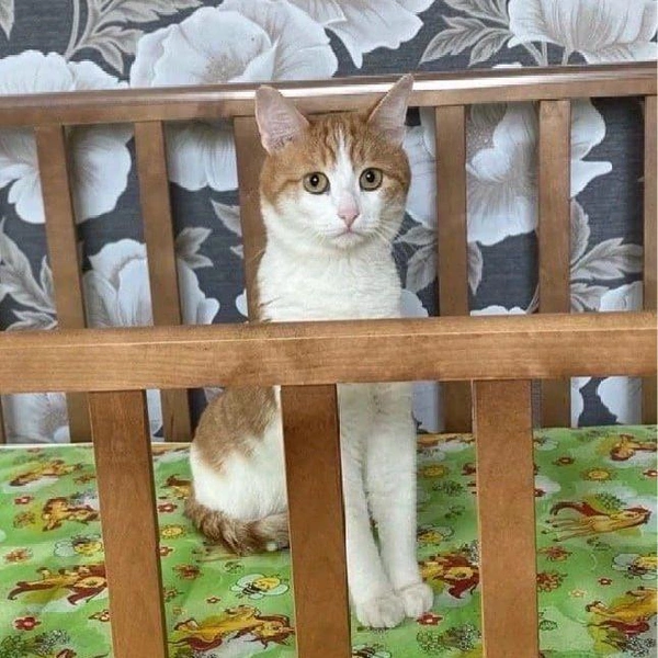Кот Твикс