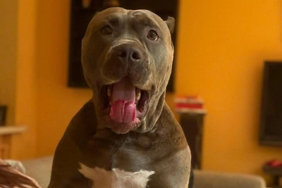 Уфимку оштрафовали на 50 тысяч за инцидент с собакой и ребенком