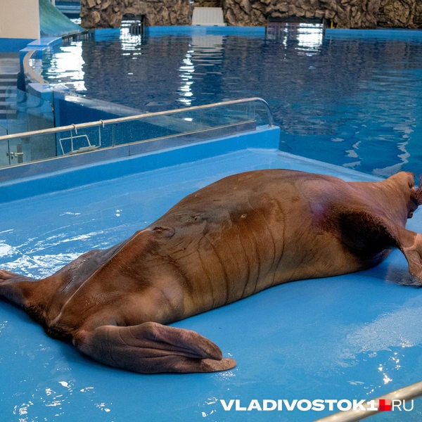 Источник: Елена Буйвол / VLADIVOSTOK1.RU