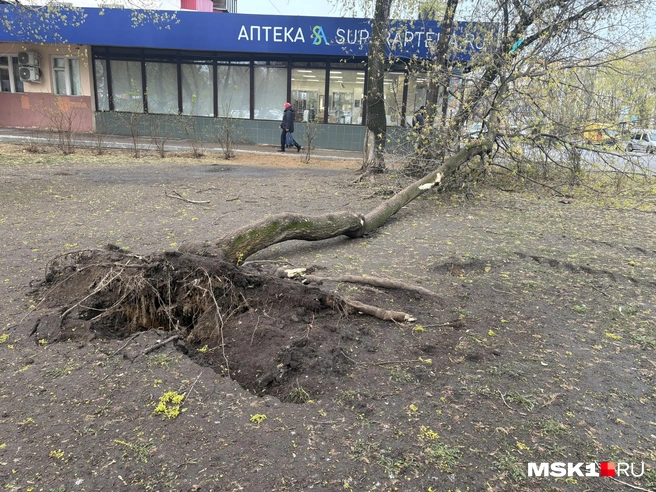 Разбираемся в причинах «древопада» | Источник: Софья Чатинян / MSK1.RU