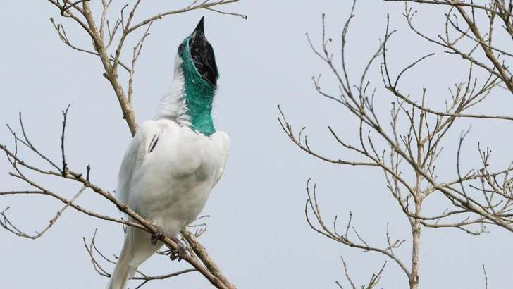 Гологорлый звонарь (bare-throated bellbird) | Источник: Octavio Campos Salles, via Legion Media