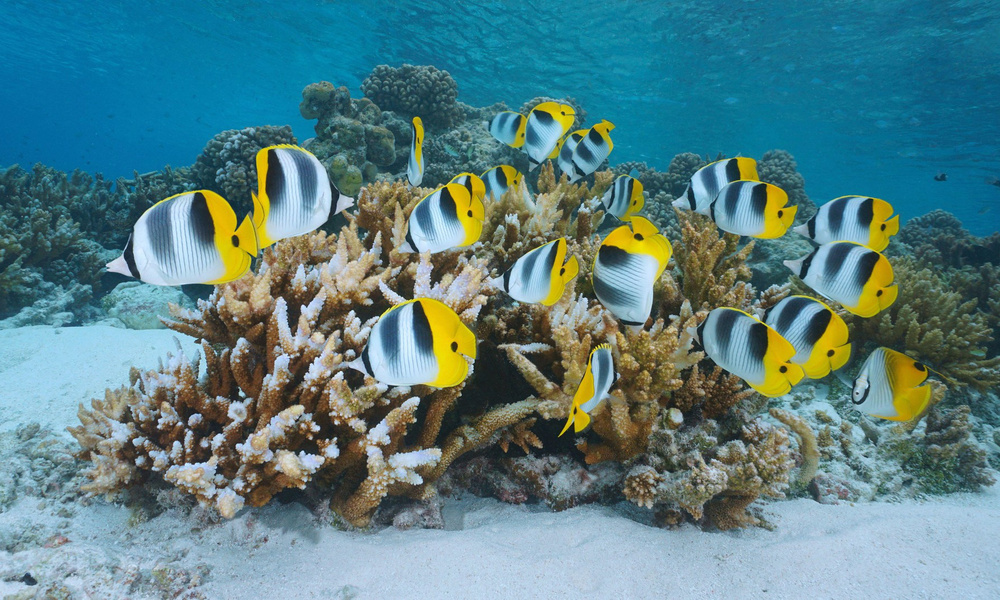 Почему рыбы не моргают? | Вокруг Света