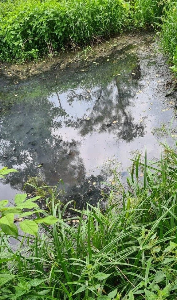 В каком состоянии бывает река Ликова | Источник: Жительница Изварино Елена
