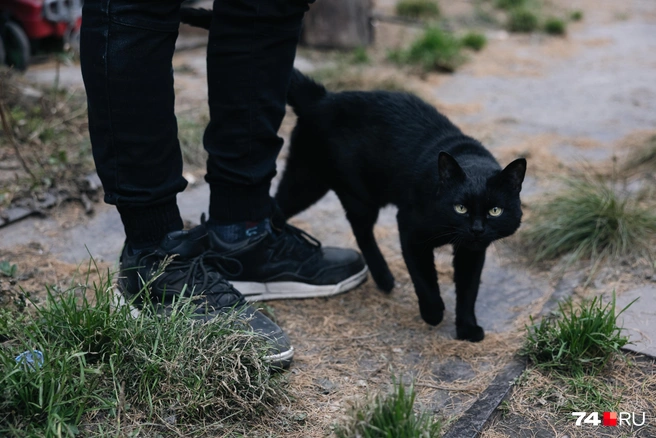 Пока мы слушаем про голубятню, откуда-то неожиданно выскакивает черный кот | Источник: Наталья Лапцевич