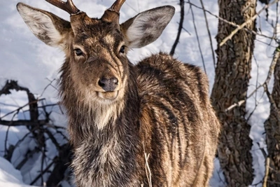 Пятнистый олень-разведчик в Жигулевском заповеднике