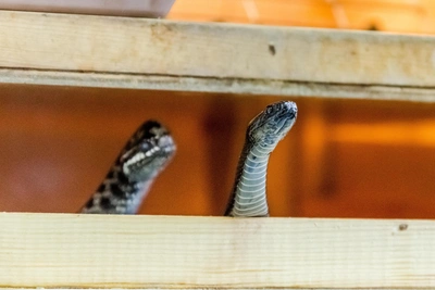 Гадюки вышли греться на солнце в ХМАО: фото