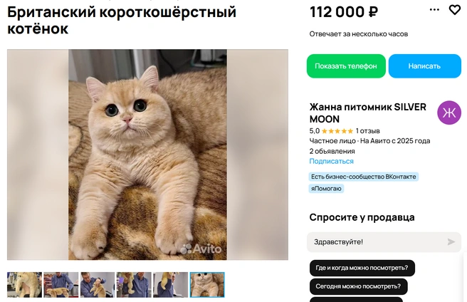 Британский кот Лео | Источник: Avito.ru