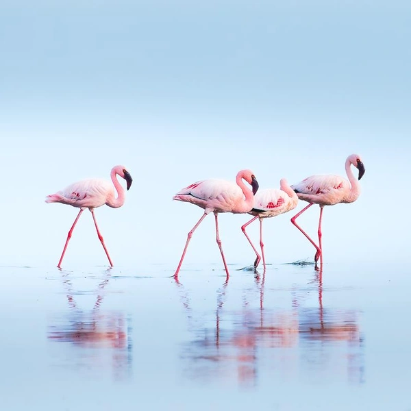 Источник: Alexandre Brisson / Fine Art Photography Awards 2025