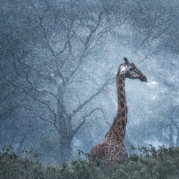Финалист в номинации «Млекопитающие» | Источник: Marco Gaiotti / European Wildlife Photographer of the Year 2025